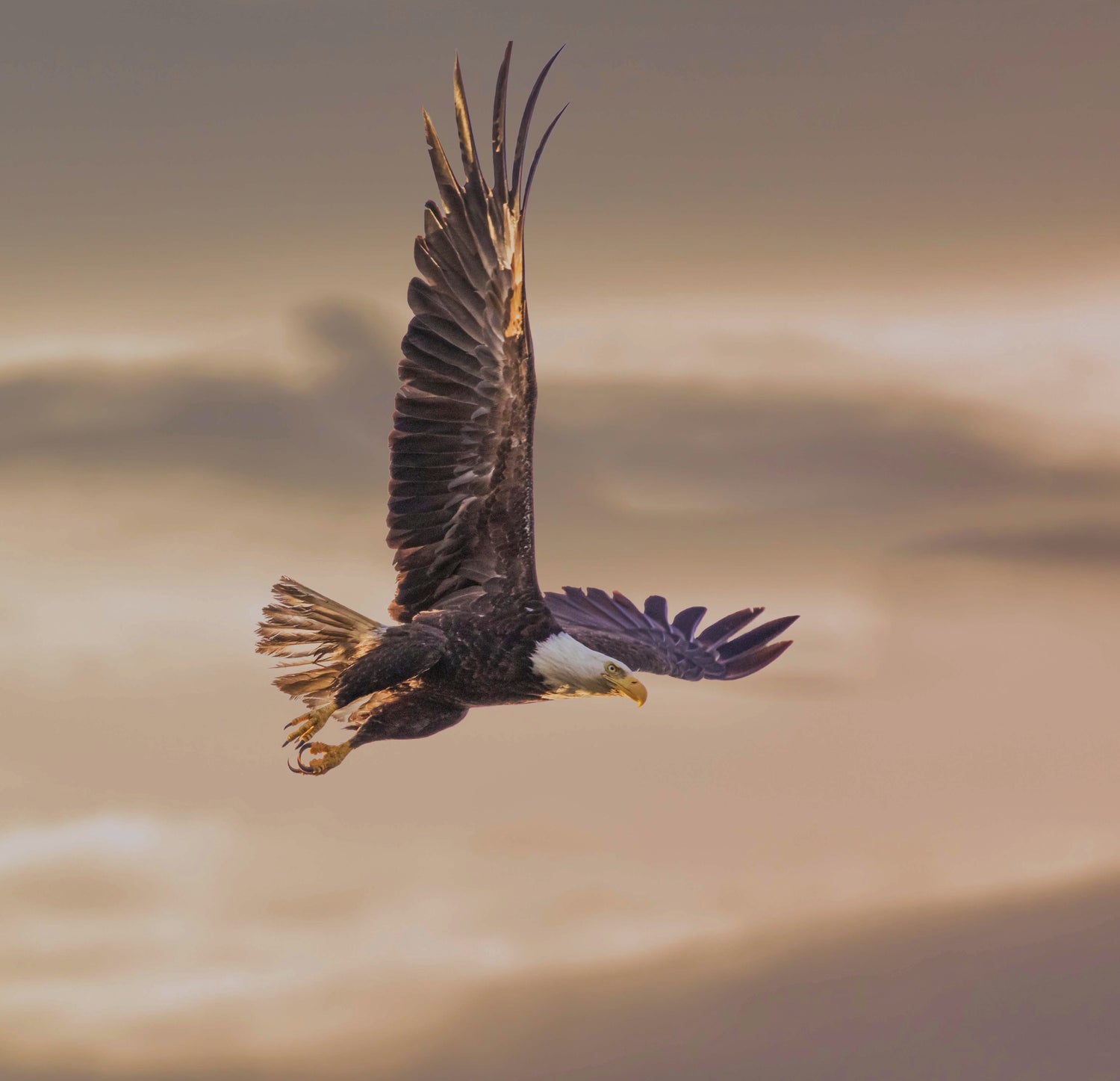 Aigle en vol symbolisant la clarté mentale et la puissance personnelle, un aperçu de la transformation avec DHS Stratégie.